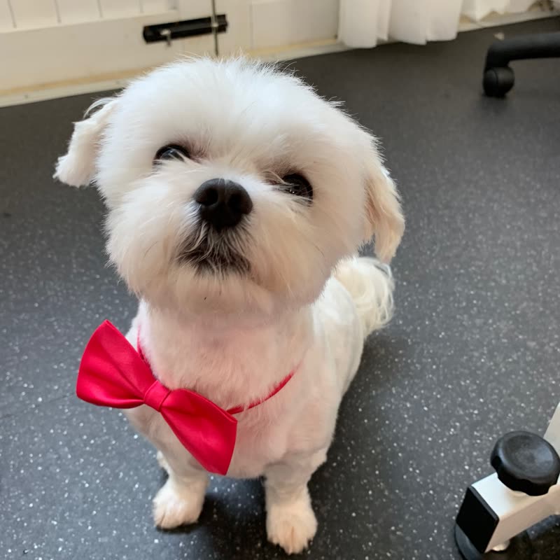 Freshly groomed white Maltese in a red bow tie on the Buzzpup salon floor, grooming equipment at the edge of frame