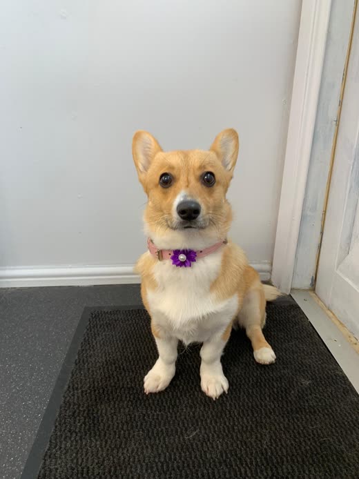 Corgi freshly brushed out, sitting on the salon mat with a purple flower collar