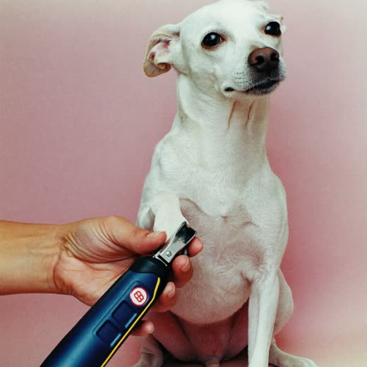A groomer's hand holding a dog's paw with nail clippers